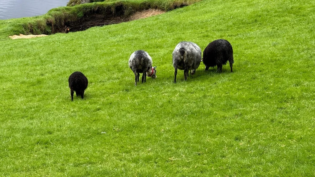 They have 20+ sheep
