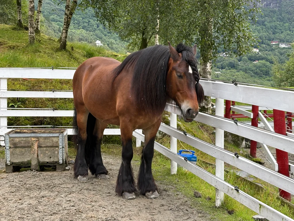 Another beautiful horse with long hairs on his mane and legs
