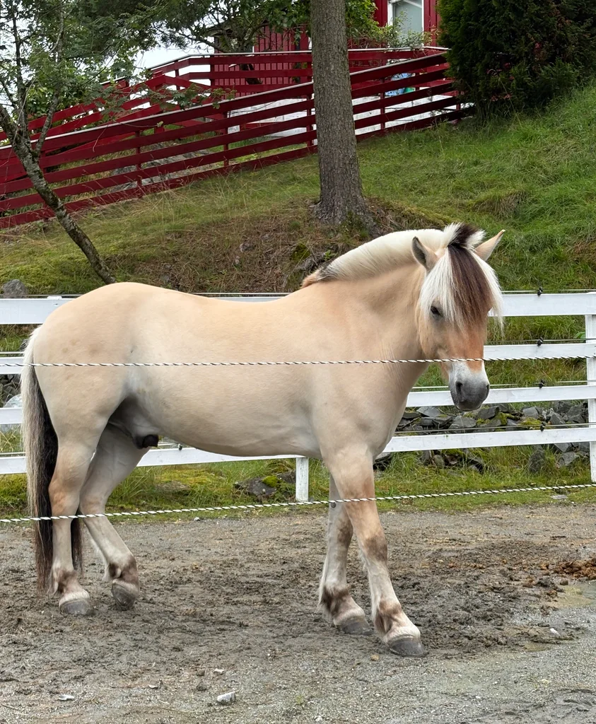 Fjord Horse -- Norwegian native